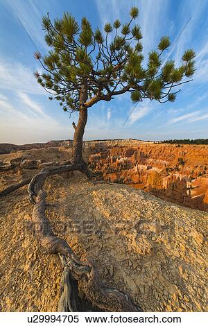 Ponderosa Pine at the edge of cliff View Large Photo Image Stock Photography - Ponderosa Pine at the edge of cliff. Fotosearch