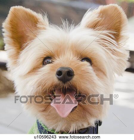 Portrait of Yorkshire terrier View Large Photo Image Stock Image - Portrait of Yorkshire terrier. Fotosearch