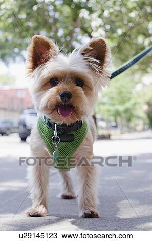Portrait of Yorkshire terrier View Large Photo Image Stock Image - Portrait of Yorkshire terrier. Fotosearch