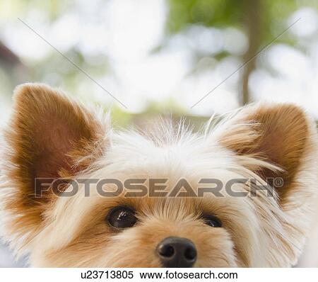 Portrait of Yorkshire terrier View Large Photo Image Stock Photography - Portrait of Yorkshire terrier. Fotosearch