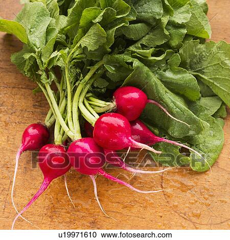 Radish on wood pattern, studio shot View Large Photo Image Stock Image - Radish on wood pattern, studio shot. Fotosearch