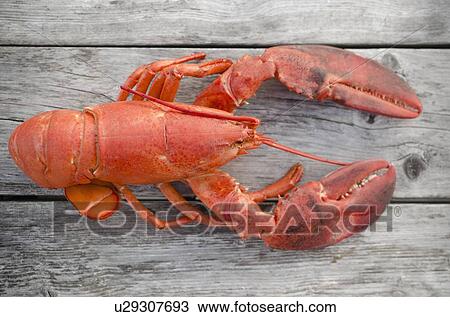 Raw lobster View Large Photo Image Stock Image - Raw lobster. Fotosearch
