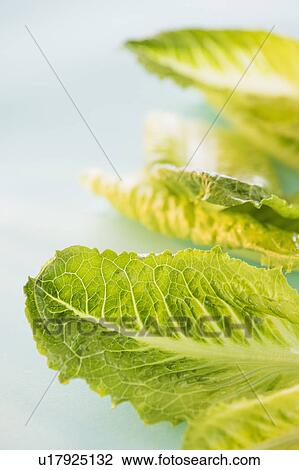 Stock Image - Romaine Lettuce leaves, studio shot . Fotosearch