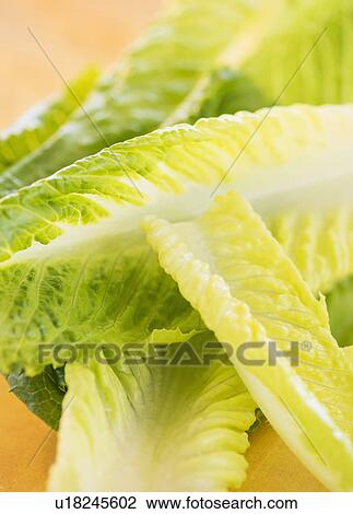 Stock Image - Romaine Lettuce leaves, studio shot . Fotosearch