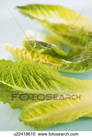 Stock Image - Romaine Lettuce leaves, studio shot . Fotosearch
