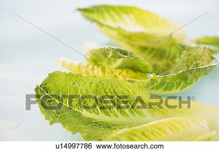 Stock Photograph - Romaine Lettuce leaves, studio shot . Fotosearch