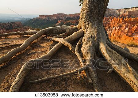 Roots of tree growing at the edge of cliff View Large Photo Image Stock Photo - Roots of tree growing at the edge of cliff. Fotosearch