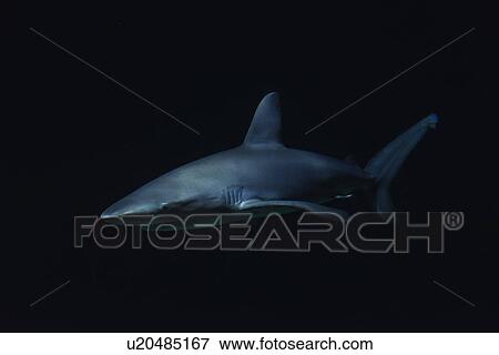 Stock Photo - Shark in dark water. Fotosearch
