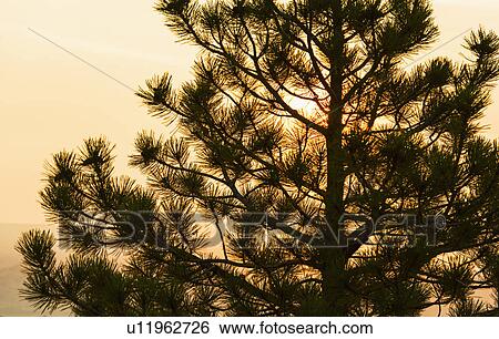 Silhouette of pine tree View Large Photo Image Stock Photograph - Silhouette of pine tree. Fotosearch
