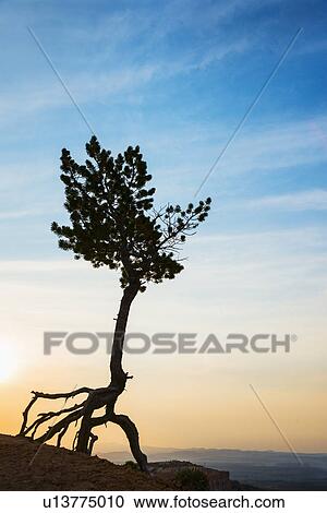 Stock Image - Silhouette of Ponderosa Pine. Fotosearch