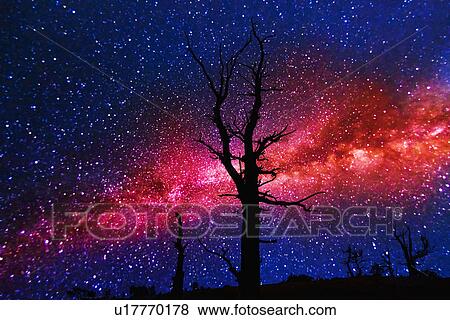 Silhouettes of dead trees against Milky Way View Large Photo Image Stock Photo - Silhouettes of dead trees against Milky Way. Fotosearch