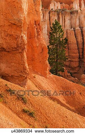 Picture - Single tree by steep cliff. Fotosearch