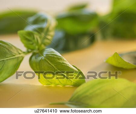 Studio Shot of basil View Large Photo Image Stock Image - Studio Shot of basil. Fotosearch