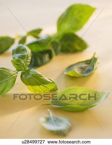 Stock Photo - Studio Shot of basil. Fotosearch