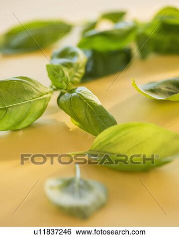 Studio Shot of basil View Large Photo Image Stock Photograph - Studio Shot of basil. Fotosearch