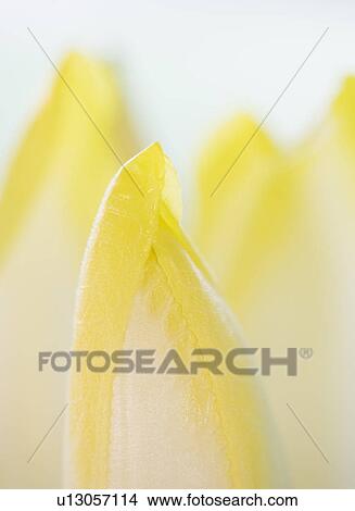 Picture - Studio Shot of chicory leaves. Fotosearch
