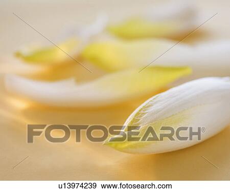 Stock Photo - Studio Shot of chicory leaves. Fotosearch