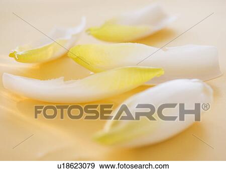 Studio Shot of chicory leaves View Large Photo Image Stock Photo - Studio Shot of chicory leaves. Fotosearch