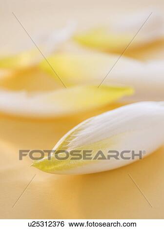 Studio Shot of chicory leaves View Large Photo Image Stock Photograph - Studio Shot of chicory leaves. Fotosearch