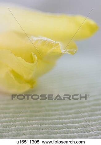 Stock Photography - Studio Shot of chicory leaves. Fotosearch