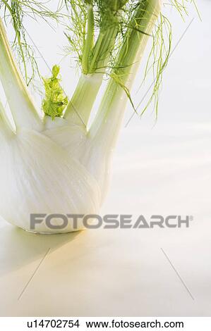 Studio Shot of fennel View Large Photo Image Picture - Studio Shot of fennel. Fotosearch