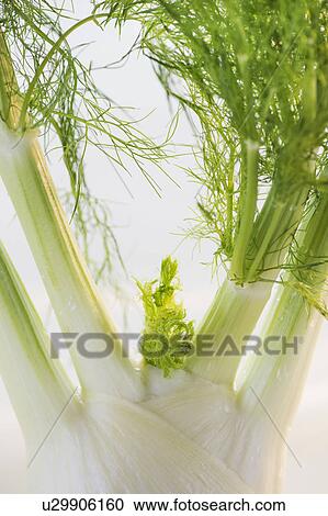 Studio Shot of fennel View Large Photo Image Stock Image - Studio Shot of fennel. Fotosearch