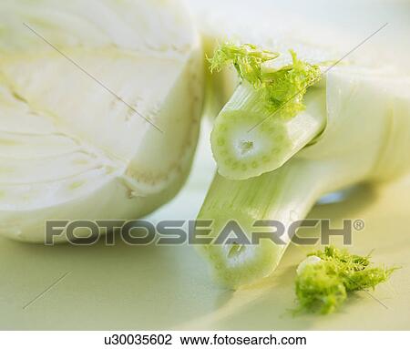 Stock Image - Studio Shot of fennel. Fotosearch