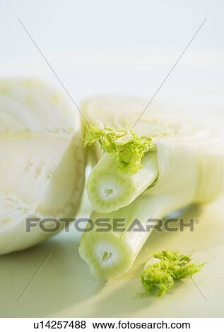 Studio Shot of fennel View Large Photo Image Stock Photo - Studio Shot of fennel. Fotosearch