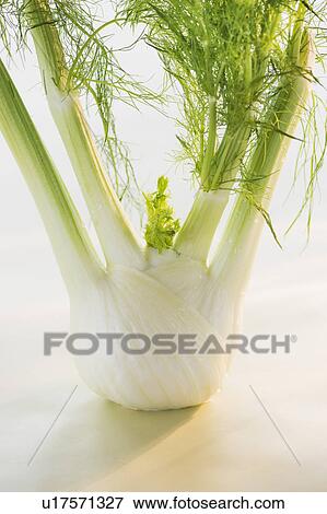 Studio Shot of fennel View Large Photo Image Stock Photo - Studio Shot of fennel. Fotosearch