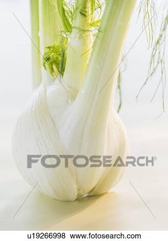 Studio Shot of fennel View Large Photo Image Stock Photo - Studio Shot of fennel. Fotosearch