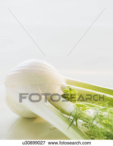 Studio Shot of fennel View Large Photo Image Stock Photo - Studio Shot of fennel. Fotosearch