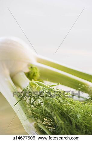 Studio Shot of fennel View Large Photo Image Stock Photograph - Studio Shot of fennel. Fotosearch