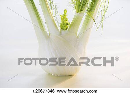 Stock Photograph - Studio Shot of fennel. Fotosearch