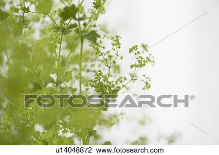 Studio shot of green plants View Large Photo Image Stock Image - Studio shot of green plants. Fotosearch