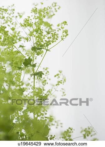 Stock Photo - Studio shot of green plants. Fotosearch