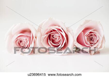 Studio shot of pink roses View Large Photo Image Stock Photography - Studio shot of pink roses. Fotosearch