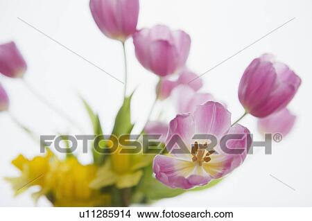 Picture - Studio shot of purple tulips. Fotosearch