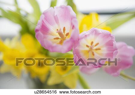 Studio shot of purple tulips View Large Photo Image Stock Photograph - Studio shot of purple tulips. Fotosearch