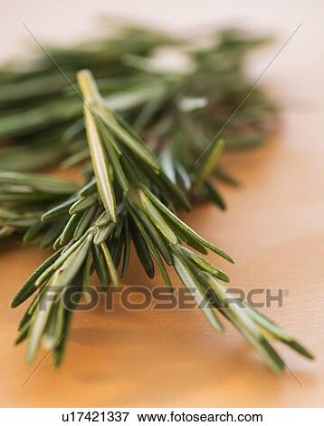 Stock Photo - Studio shot of rosemary. Fotosearch