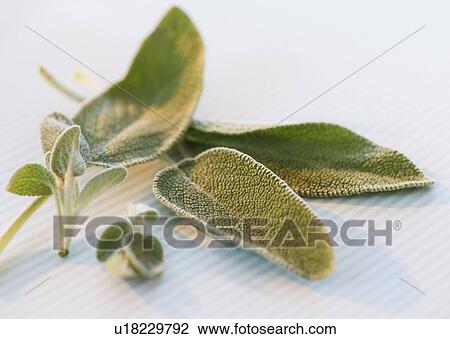 Studio shot of sage View Large Photo Image Stock Image - Studio shot of sage. Fotosearch