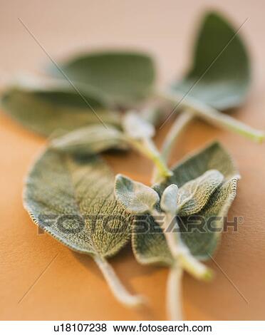 Stock Photo - Studio shot of sage. Fotosearch