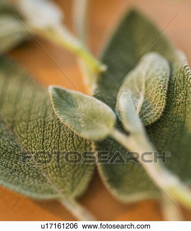 Studio shot of sage View Large Photo Image Stock Photograph - Studio shot of sage. Fotosearch