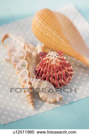 Stock Image - Studio Shot of seashells. Fotosearch