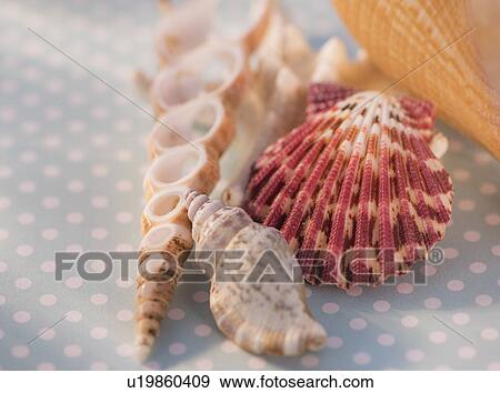 Stock Photo - Studio Shot of seashells. Fotosearch