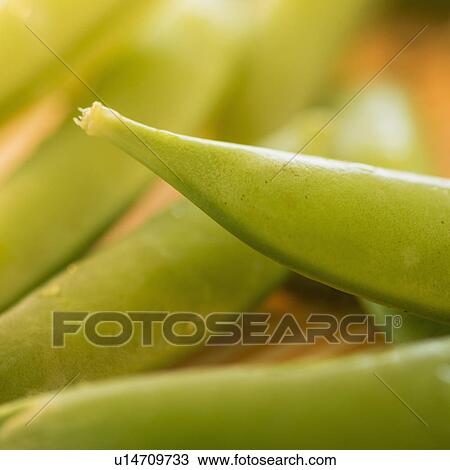 Studio Shot of Sugar Snap Peas View Large Photo Image Stock Image - Studio Shot of Sugar Snap Peas. Fotosearch