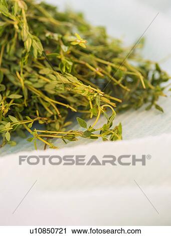 Stock Image - Studio shot of thyme. Fotosearch