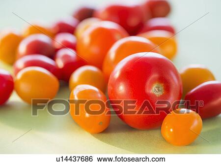 Studio Shot of tomatoes View Large Photo Image Stock Photograph - Studio Shot of tomatoes. Fotosearch