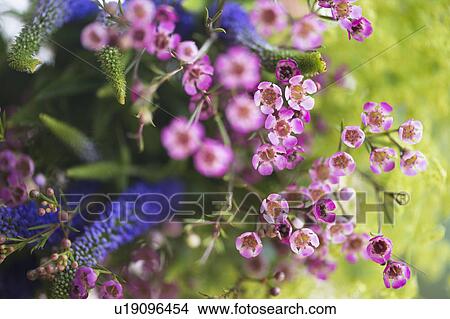Picture - Studio shot of wildflowers. Fotosearch