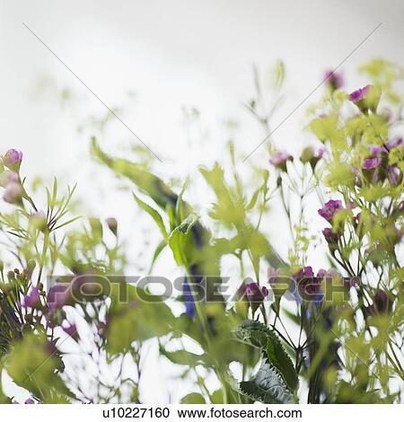 Stock Image - Studio shot of wildflowers. Fotosearch