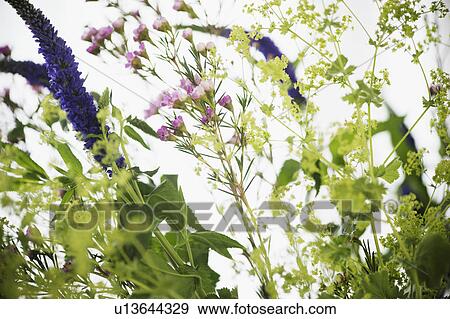 Studio shot of wildflowers View Large Photo Image Stock Photo - Studio shot of wildflowers. Fotosearch